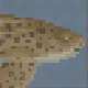 Zebra Shark