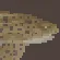 Zebra Shark Meat