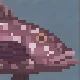 Dusky Grouper
