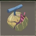 Sand Fruit